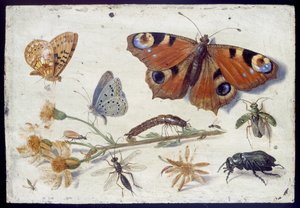 Drei Schmetterlinge, ein Käfer und andere Insekten, mit einem Schnitt von Greiskraut, frühe 1650er Jahre (Öl auf Kupfer)